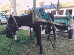 Caballos-de-Quilmes
