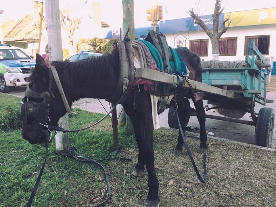 Caballos de Quilmes Caballos-de-Quilmes