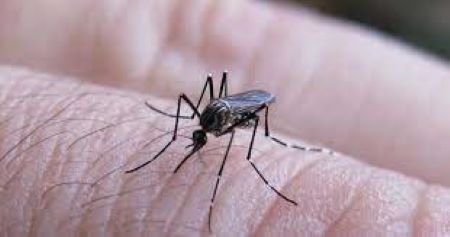 DENGUE: 120.000 CASOS Y 79 MUERTOS